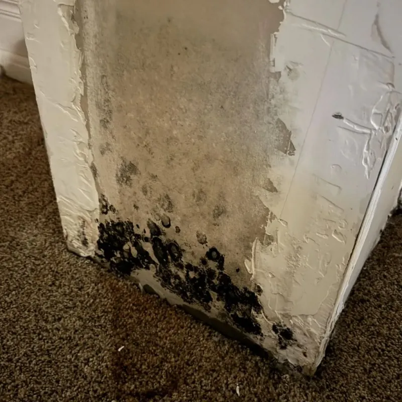 Professional Mold Removal in Sugarcreek Police Dept, OH